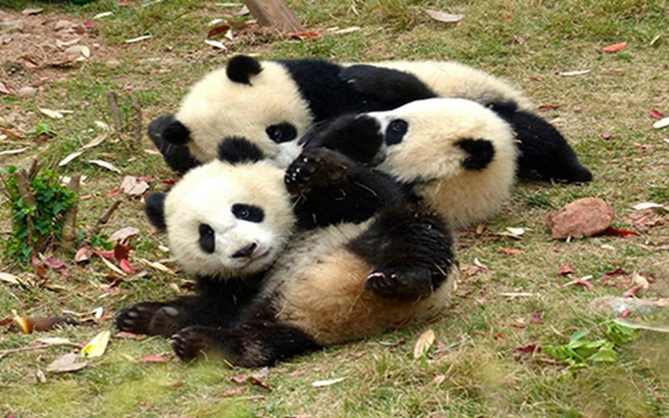 Chengdu Panda Base Half Day Tour - Tour Route and Pandas