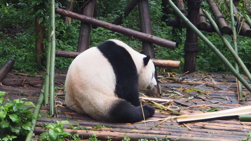 Chengdu to Dujiangyan or Wolong Panda Volunteering Day Tour - Inclusions and Fees