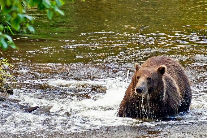 Chichagof Island Tour: Brown Bear Search - Booking Information and Pricing