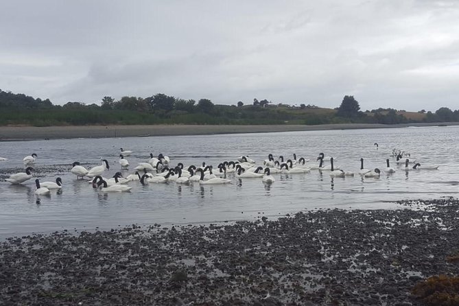 Chiloe Island - Puñihuil Tour - Customer Experiences