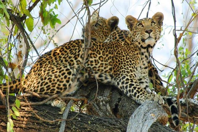 Chobe Full Day Trip From Victoria Falls - Customer Reviews and Feedback