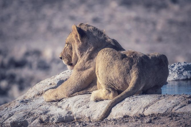 Chobe National Park 1 Night Camping-Botswana - Frequently Asked Questions
