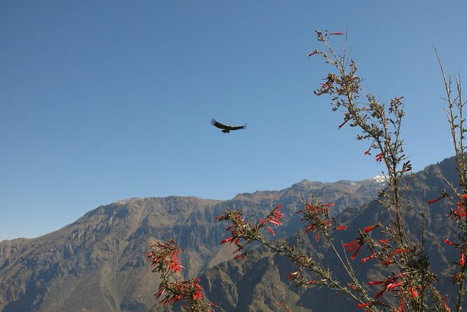 Colca Trek - 2 Days Tour - Reviews and Ratings