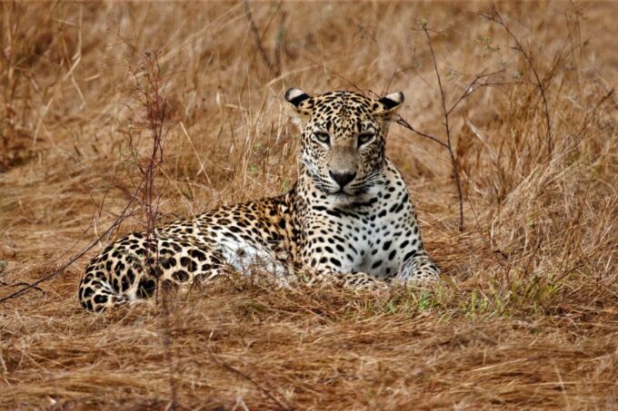Colombo: 8-Day Private Cultural Triangle & Wildlife Trip - Dambulla and Kandy