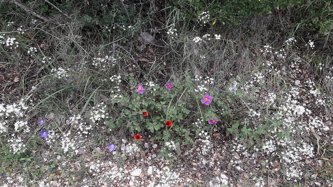 Corfu From Above: Hiking at the Highest Peak of Corfu - Activity Highlights