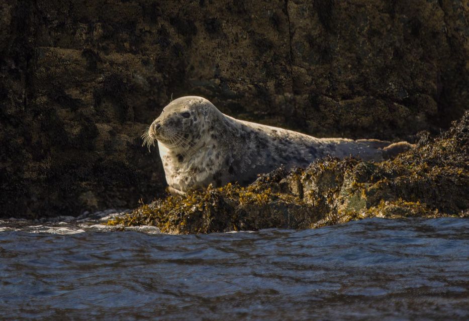 Cornwall: Guided Seal Safari by Boat - Frequently Asked Questions