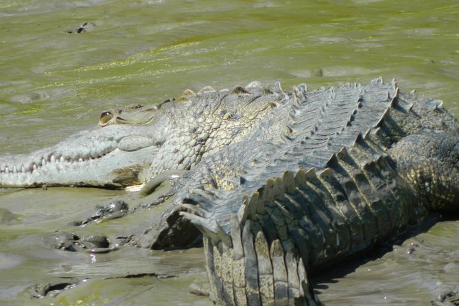 Costa Rican Wildlife: Palo Verde National Park Private Tour - Positive Reviews and Ratings