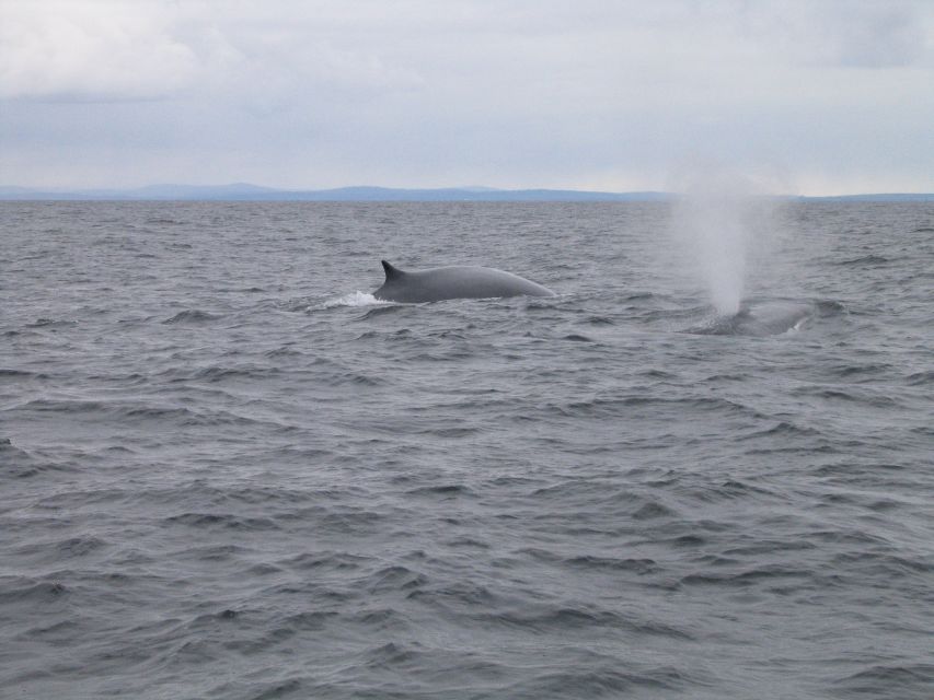 County Cork: Whale & Dolphin Watching Boat Trip - Safety Guidelines for Participants