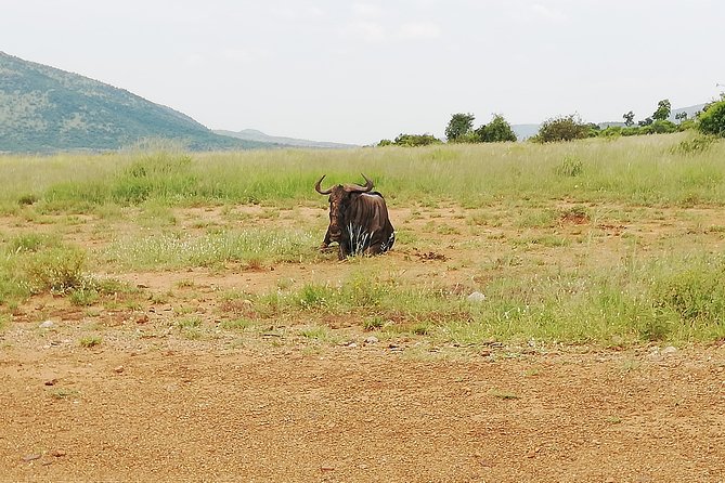 Cradle of Human Kind & Lion & Rhino Park Tour Full Day Tour Private - Additional Information