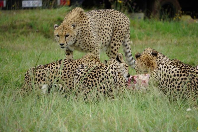 Cradle of Humankind, Caves or Maropeng, Rhino and Lion Park - Practical Tour Information