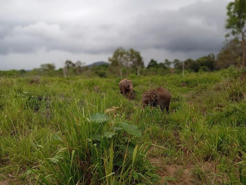 Dambulla/Sigiriya/Habarana: Minneriya National Park Safari - Availability and Booking