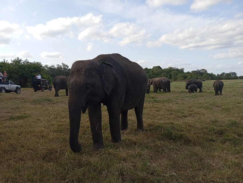 Dambulla/Sigiriya: Minneriya Jeep Safari With Village Tour - Village Tour