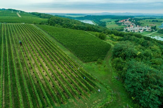 Day Tour of Pécs and Siklós With Villány Wine Tasting - Customer Feedback