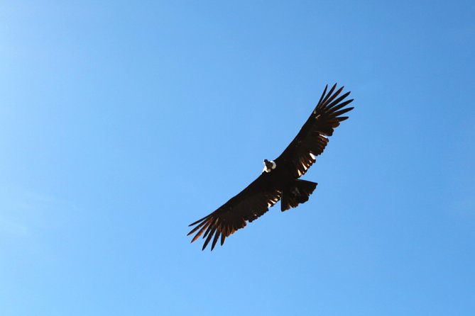 Day Tour to Colca Canyon From Arequipa - Returning to Arequipa