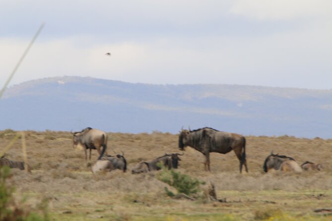 Day Tour to Hells Gate National Park and Optional Boat Ride on Lake Naivasha - Booking Your Tour