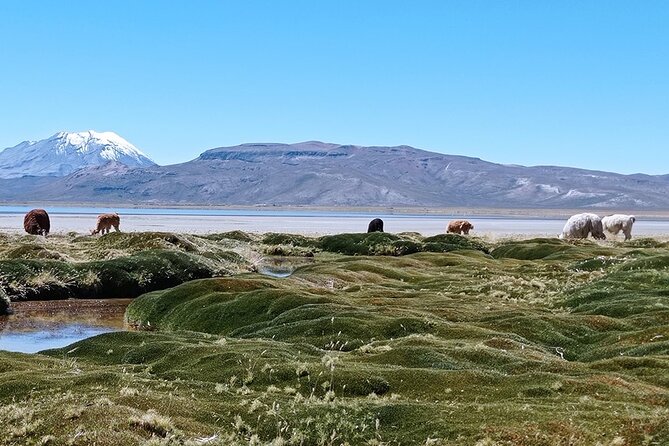 Day Tour to Laguna De Salinas - Pricing and Reviews
