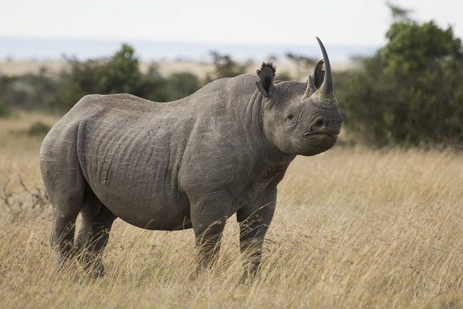 Day Tour to Ol Pejeta Conservancy - Tips for a Great Experience