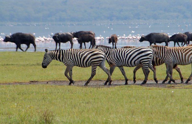 Day Trip - Lake Nakuru National Park Tour From Nairobi - Traveler Reviews and Feedback