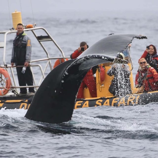 Dingle: Sea Safari by RIB Boat - Frequently Asked Questions