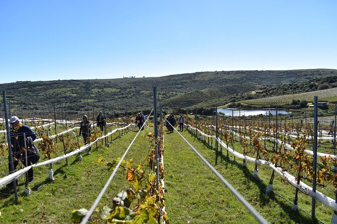 Discover a Hidden Vineyard off the Beaten Track! - Customer Testimonials