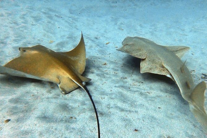 Discover PADI Scuba Diving in the Area of Tortugas in Playa De Abades - Equipment and Certification