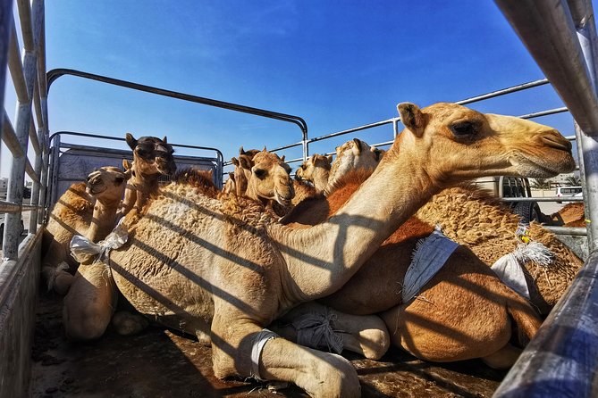 Discover Salalah City, History, Nature, Culture (Half Day Tour) - Booking and Confirmation Details