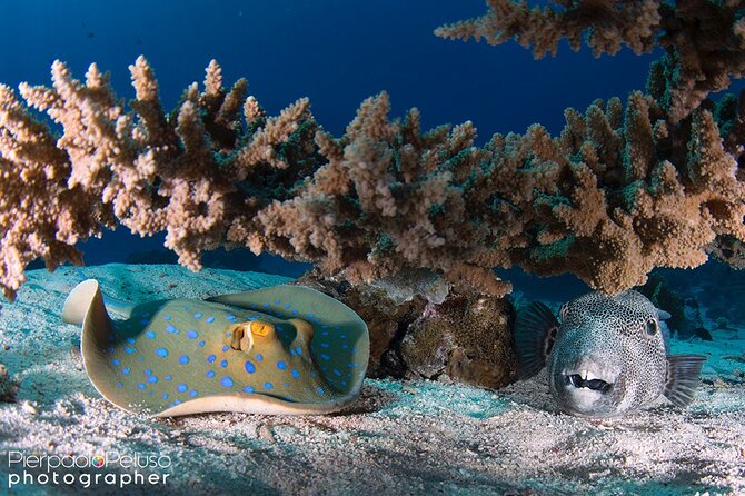 Discover Scuba Diving Sharm El Sheikh - Safety Considerations