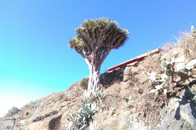 Discover the Lost Paradise of Anaga in Tenerife - Positive Traveler Experiences and Ratings