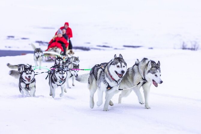 Dogsledding, Near Akureyri - Scenic Countryside Experience