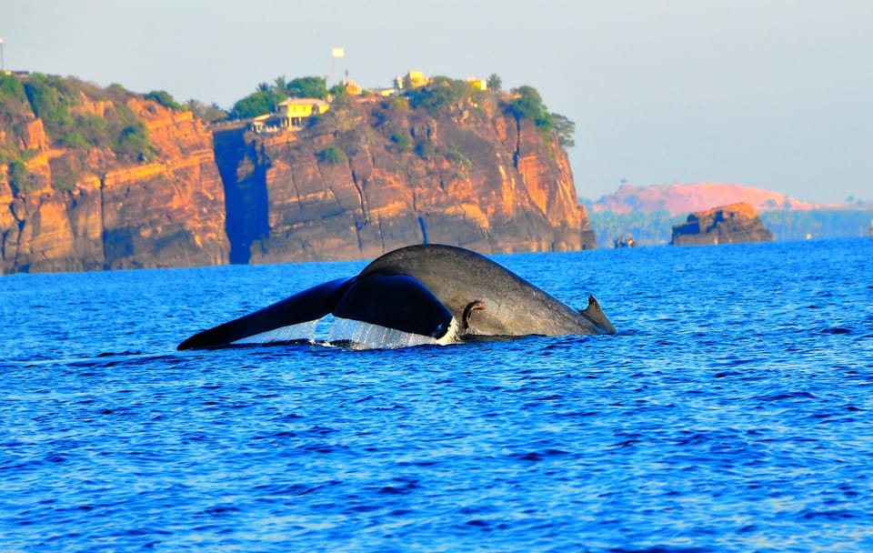 Dolphin & Whale Watching East Coast - Frequently Asked Questions