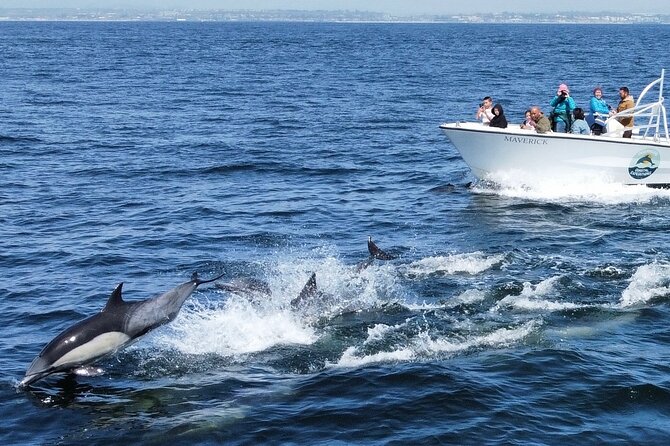 Dolphin & Whale Watching - Preparation Tips and Recommendations