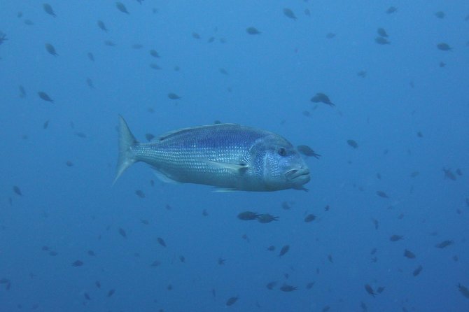 Double Dive in the Capo Carbonara Marine Protected Area, for Patents. - Getting to the Dive Site