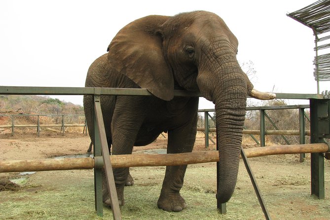 Elephant Sanctuary Tour From Johannesburg or Pretoria - Additional Attractions