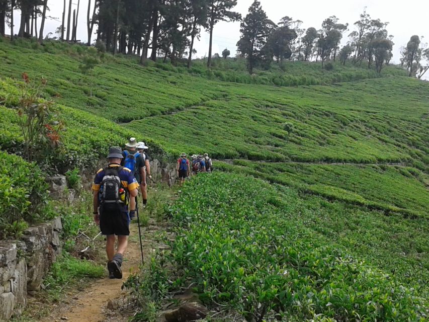 Ella: Trekking Through Sri Lankan Tea Plantation & Picnic - Tea Plantation Hike