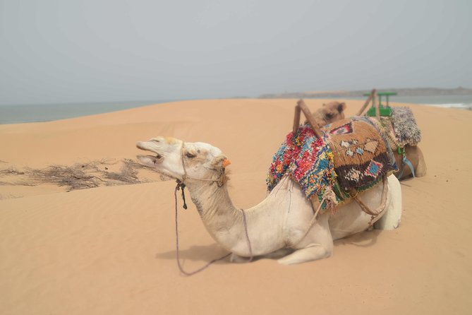 Essaouira 2-Hour Camel Adventure Ride - Booking Your Adventure