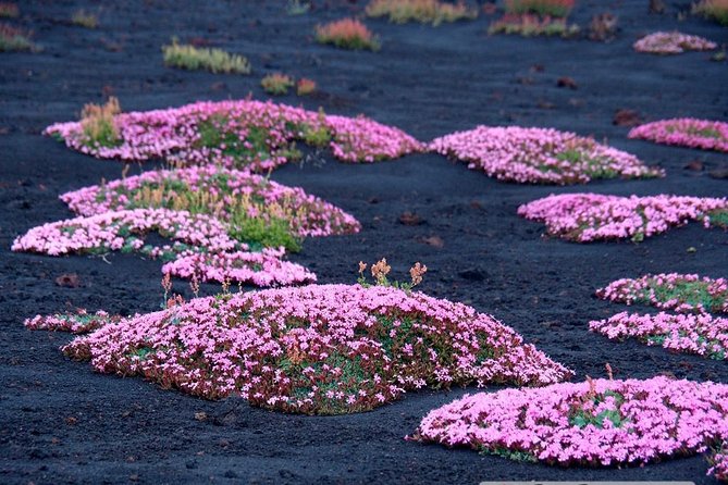 Etna in 4x4 & Sicilian Food Experience. Private Tours - Exploring Mount Etna