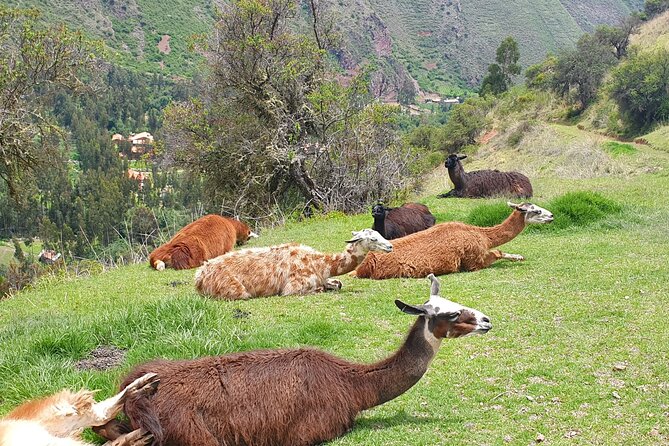 Family Trek With Llamas (Full Day) - Questions About Your Stay