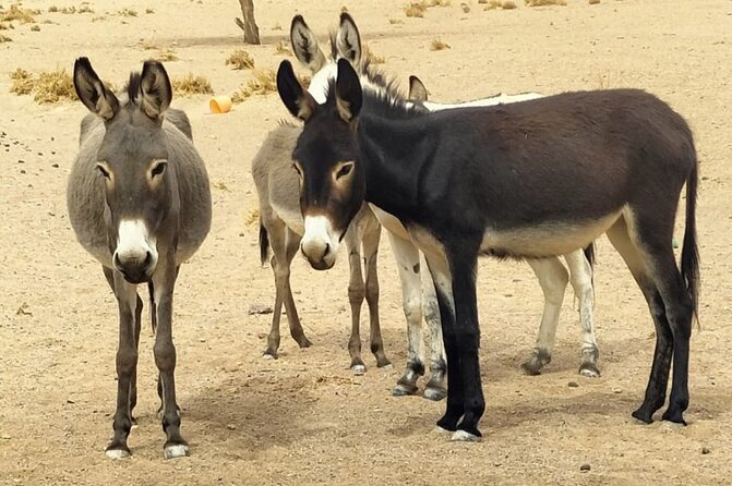 Fint Oasis Private Day Hike - Pricing and Payment Options