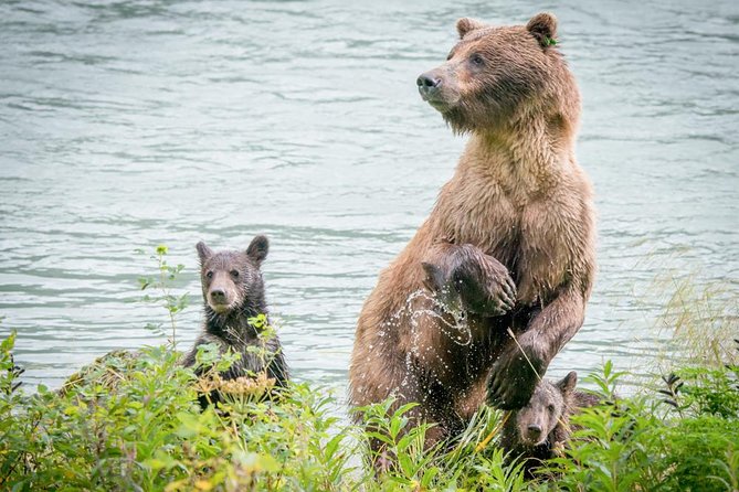 Focus on Haines Private Nature / Photography Tour - Traveler Feedback and Reviews