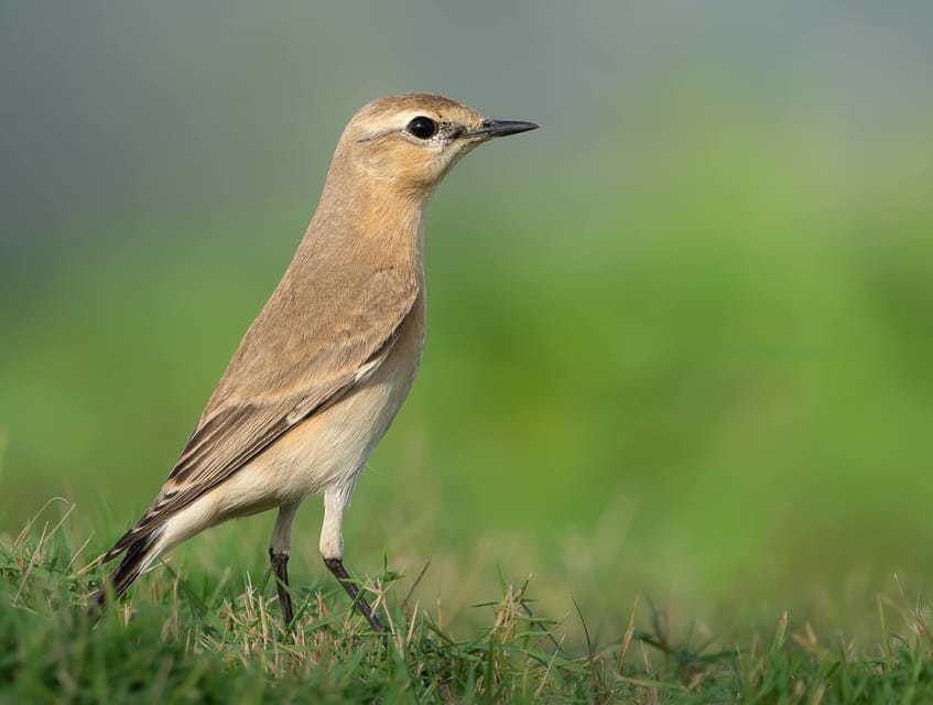 From Arugambay : Yala National Park Safari & Dropoff in Ella - Wildlife Sightings