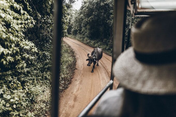 From Bentota: Full-Day Yala National Park Safari Tour - Hotel Pick-up and Drop-off