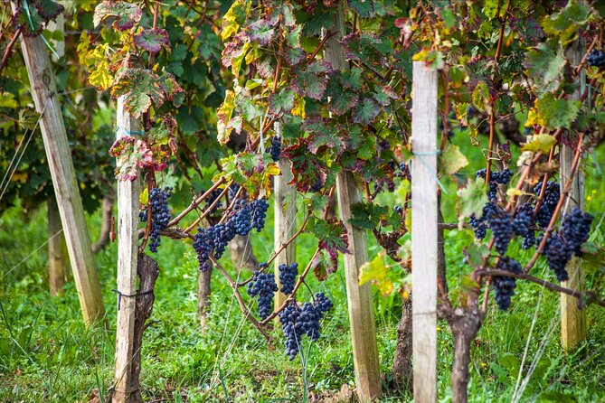 From Bordeaux: Saint-Émilion Half-Day Trip With Wine Tasting - Transportation and Accessibility