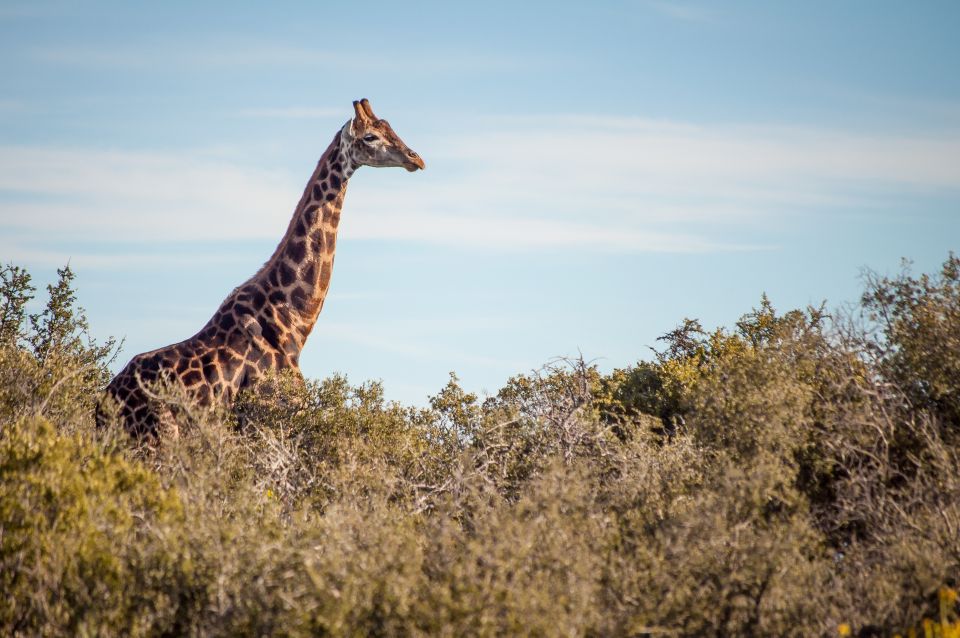 From Cape Town: 2-Day Wildlife and 4x4 Safari Experience - Overnight Stays and Meals