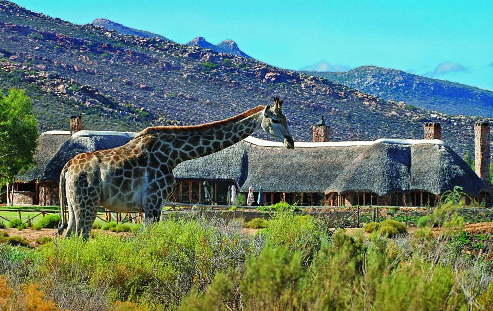 From Cape Town: Aquila Game Reserve Safari Tour With Lunch - Frequently Asked Questions