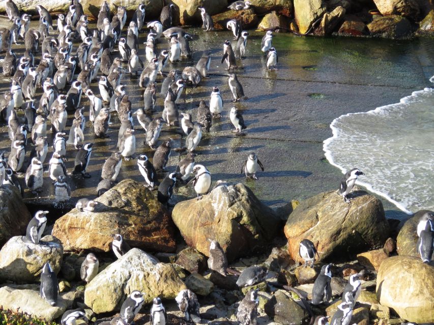 From Cape Town: Full-Day Cape Agulhas Private Tour - Discovering the Penguins