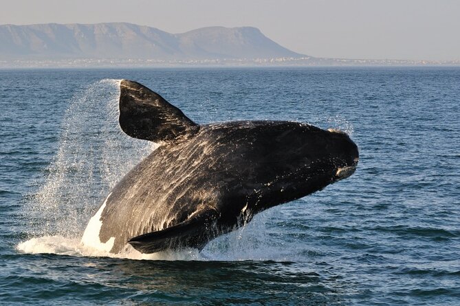 From Cape Town: Full Day Guided Hermanus and Whale Tour - Important Information