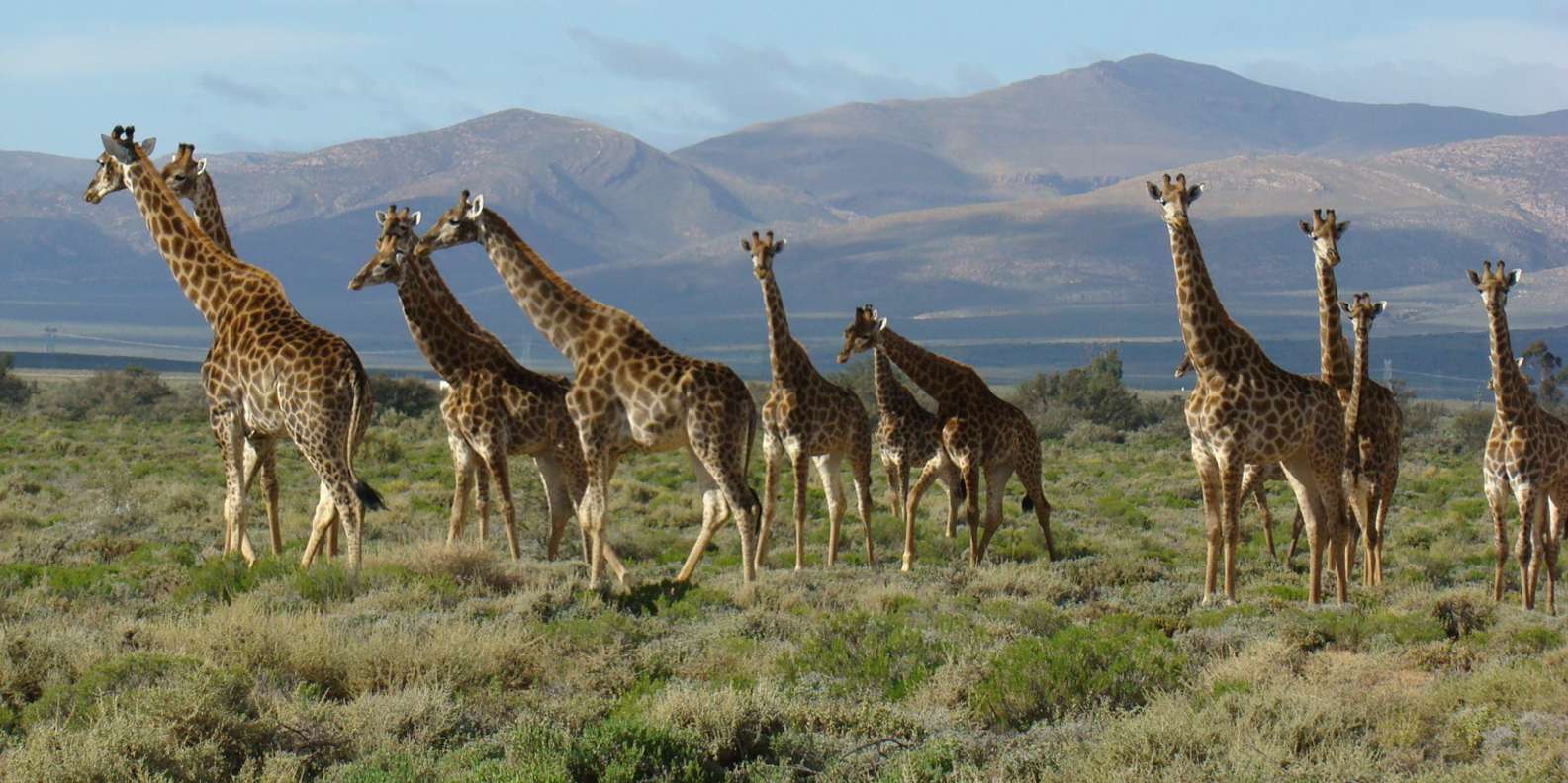 From Cape Town: South African Wildlife and Safari 2-Day Tour - Traveler Reviews and Ratings