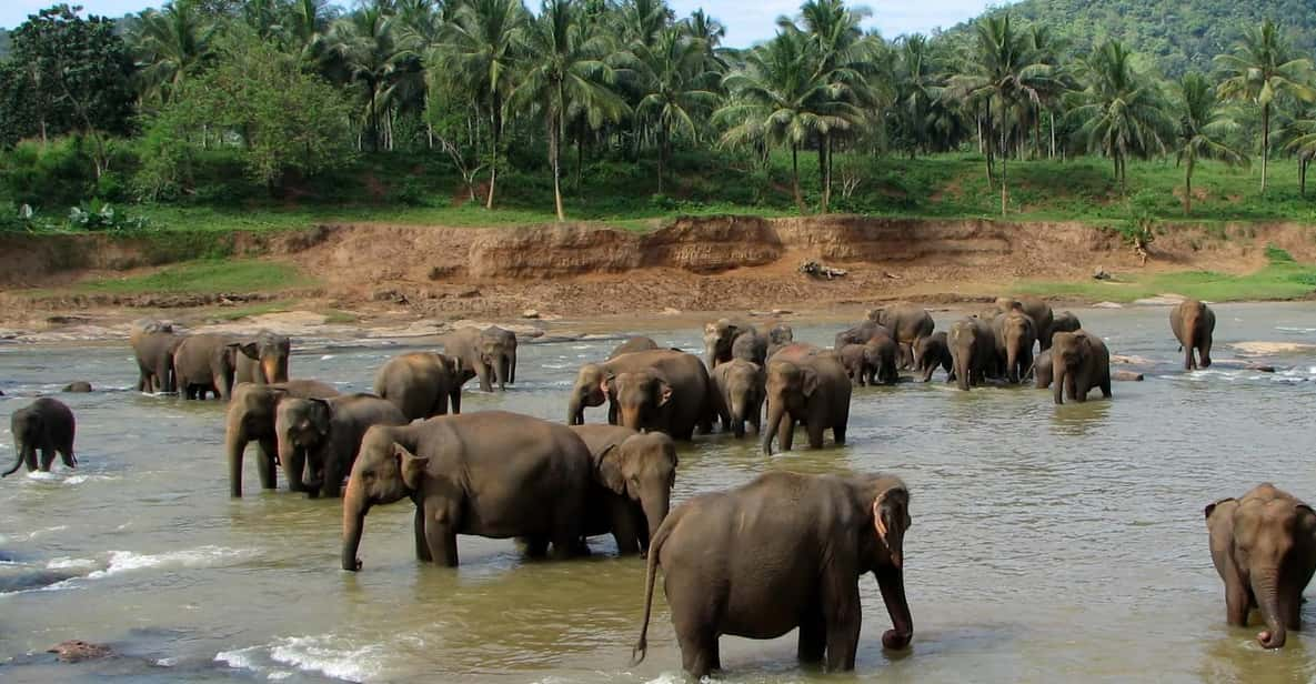 From Colombo: Kandy & Pinnawala Orphanage Short Excursions - Temple of the Sacred Tooth Relic