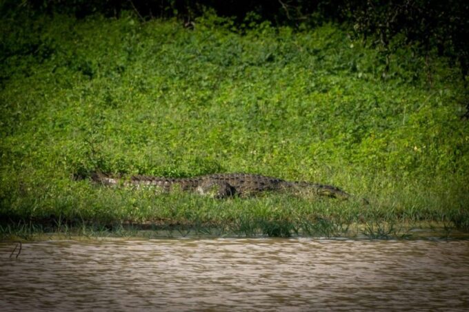From Colombo: Minneriya / Kaudulla National Park Jeep Safari - Pickup and Drop-off