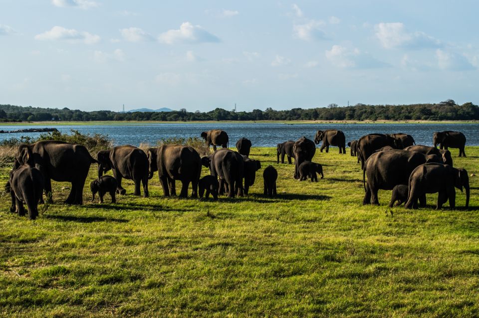 From Colombo: Private Minneriya National Park Day Safari - Safari Experience